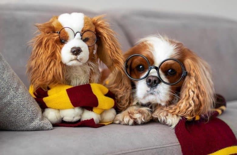 A Cavalier puppy wearing a Gryffindor scarf