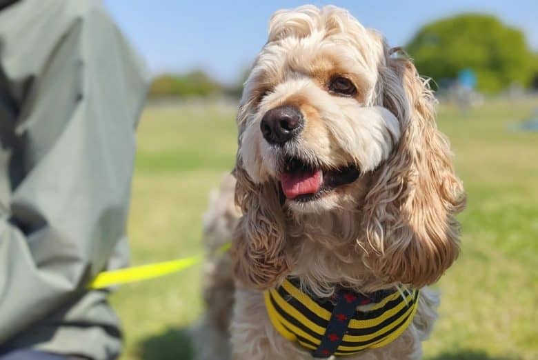 an American Cocker Spaniel wearing a striped dog harness