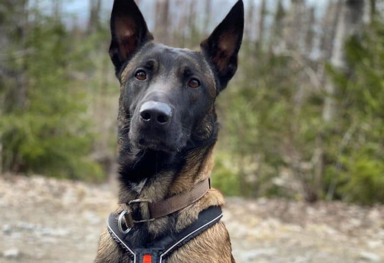 a good-looking military Belgian Malinois sitting