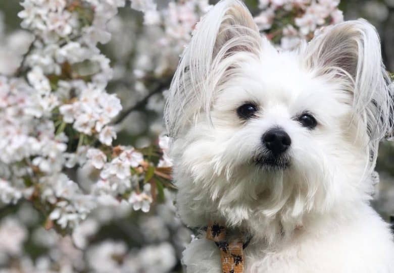 a sweet Bichon-A-Ranian with white flowers