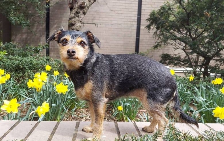 a side profile of a Chorkie standing