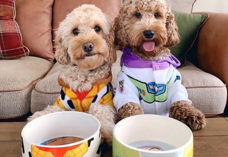 Puppies wearing Toy Story costumes with matching dog bowls 