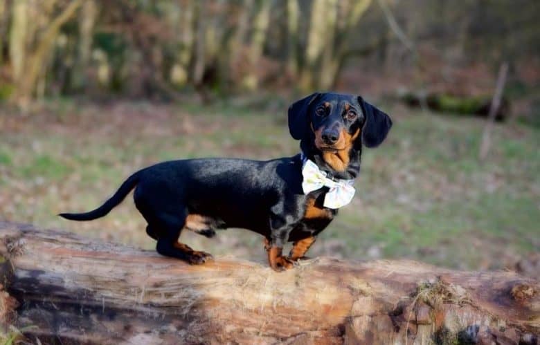a Miniature Doxie wearing white bowtie while standing on a tree trunk