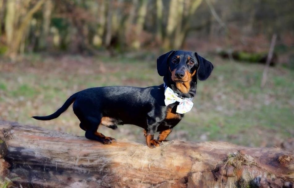 Types of Dachshunds: 3 Different Types of Doxie Dogs - K9 Web