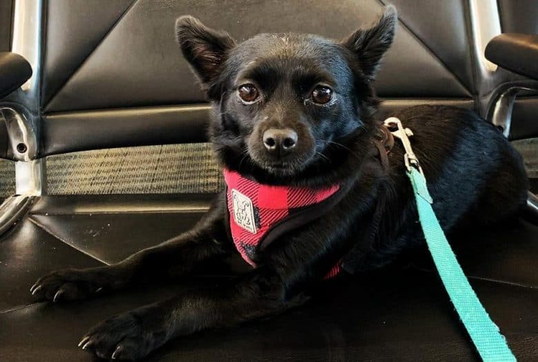 a Schiphuahua wearing a plaid dog harness while laying on a chair