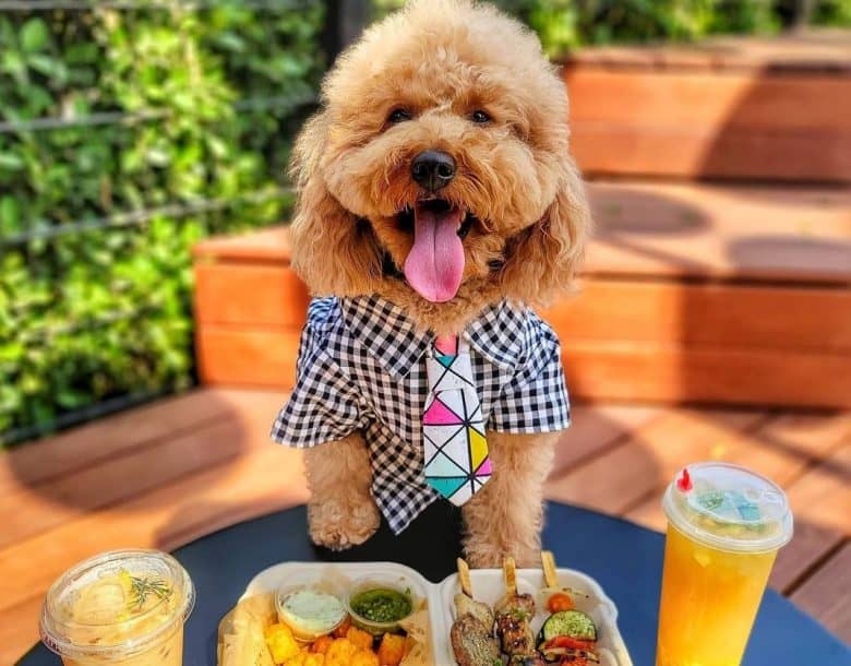 A smiling Goldendoodle standing on a table with skewers