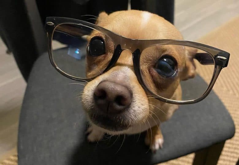 a nerdy Chihuahua wearing big glasses while sitting on a chair