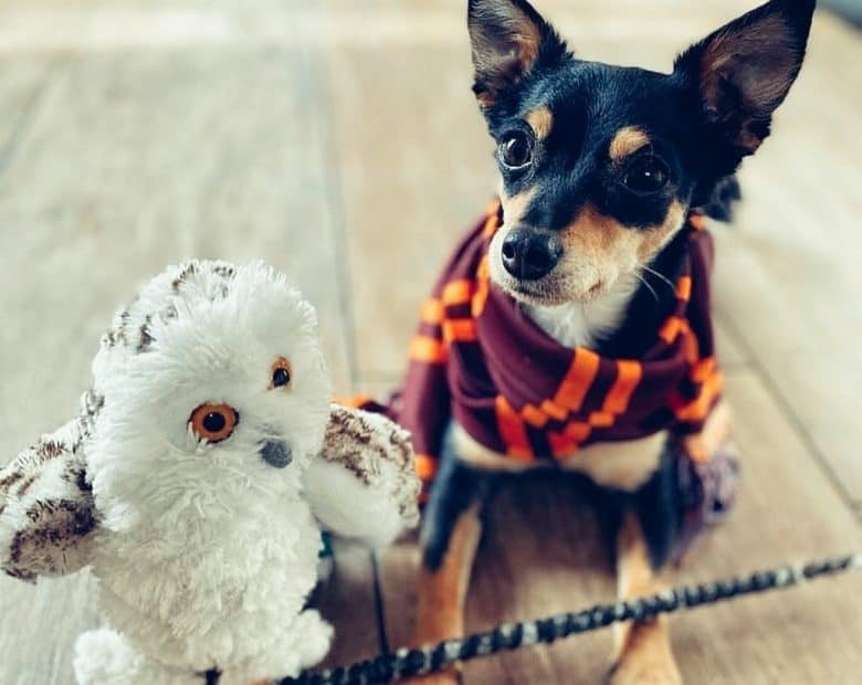 a Chihuahua with a scarf and owl stuff toy