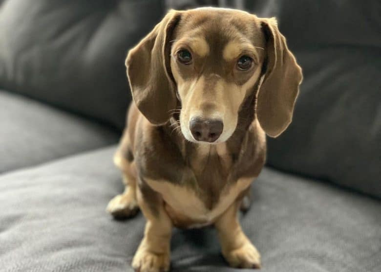 a Chocolate and Cream Dachshund standing on a soft couch