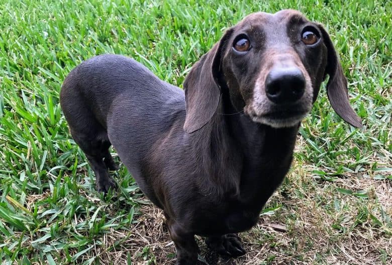 a Chocolate Doxie looking up while standing on dirt
