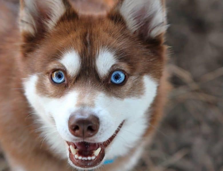 an American Klee Kai looking up all smiles