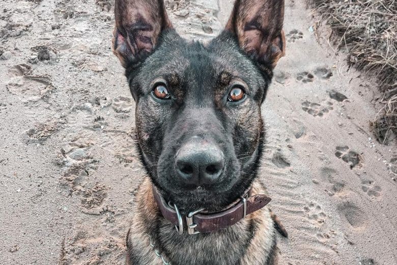 a K9 protection dog Belgian Malinois looking up