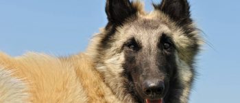 a smiling Belgian Tervuren