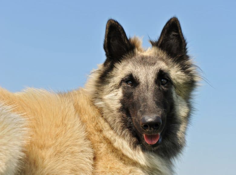 a smiling Belgian Tervuren