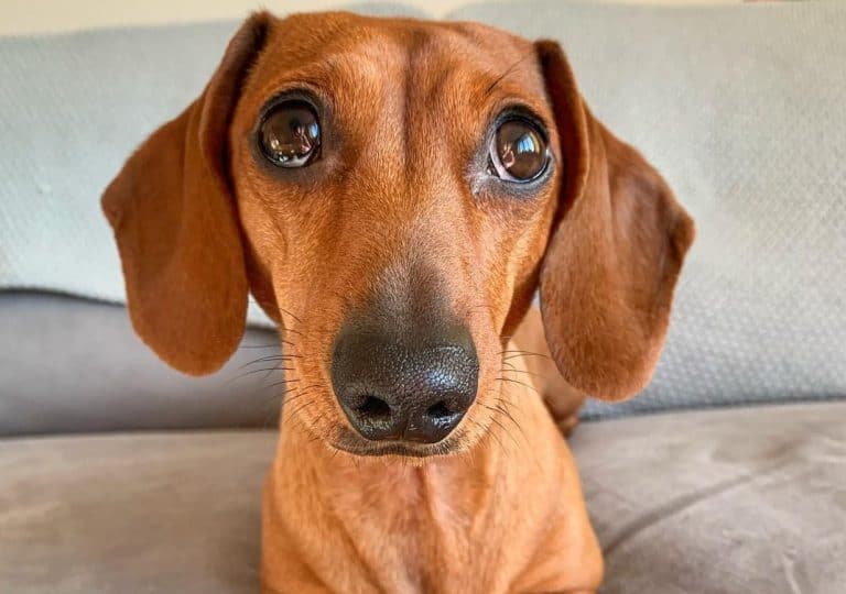 Dachshund Colors The Standard & Rare Doxie Coat Colors K9 