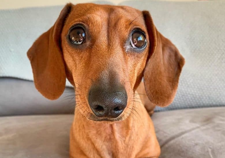a wide eye Red Dachshund sitting on a sofa