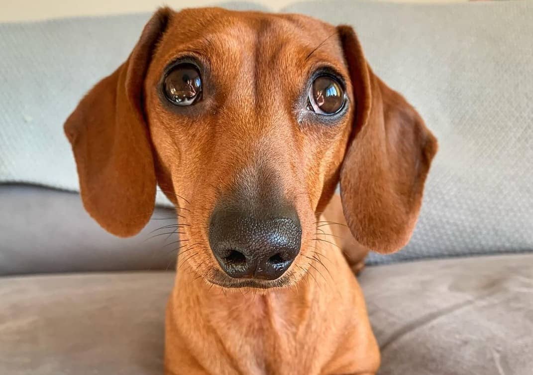 Dachshund Colors The Standard & Rare Doxie Coat Colors K9 