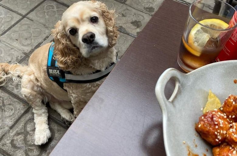 a patient Cocker Spaniel sitting while waiting for food