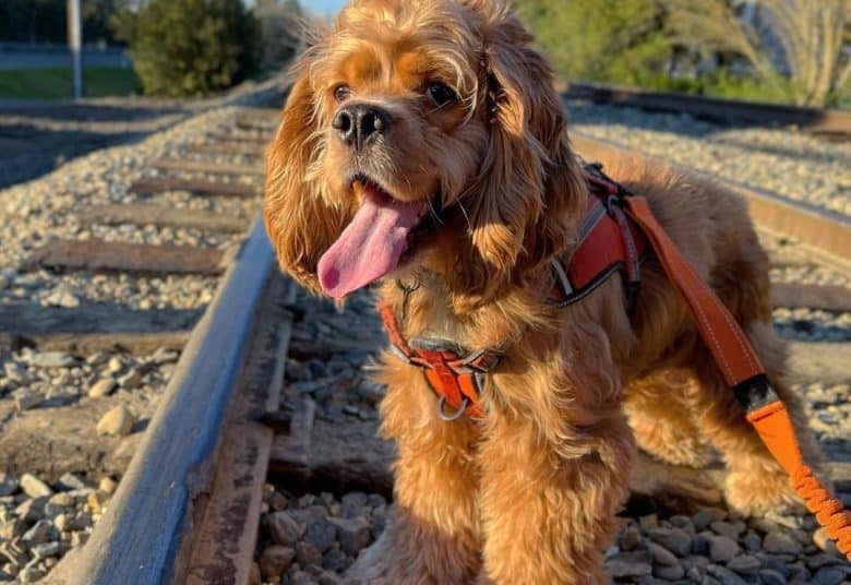 a tired Cocker Spaniel standing on a rail road.