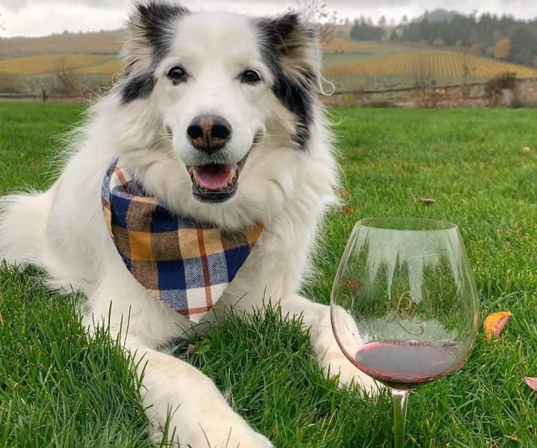 a Border Collie Siberian Husky mix with a glass of wine laying on the grass