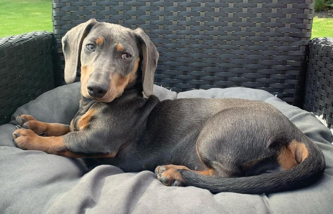 Dachshund Colors The Standard & Rare Doxie Coat Colors K9 