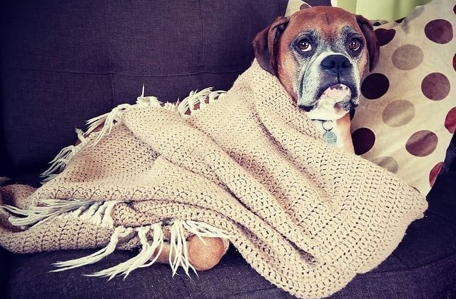 A senior Boxer dog laying on a couch with a blanket