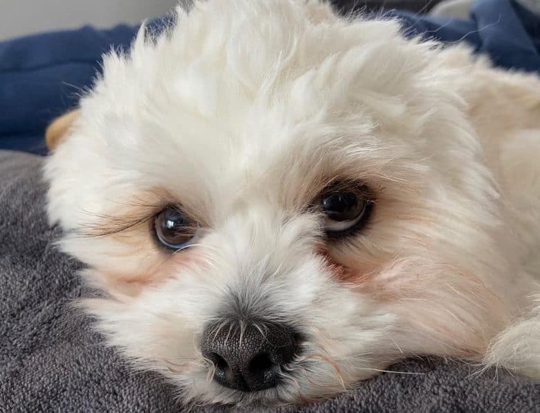 a snuggly Lhasa Apso laying doon