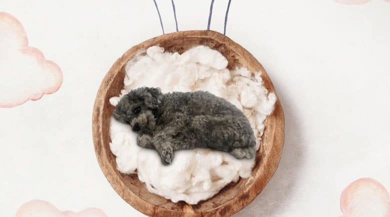un caniche de tasse de thé couché sur les nuages