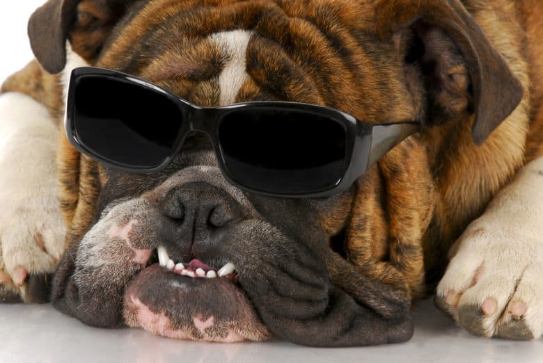 a close-up of an English Bulldog wearing glasses