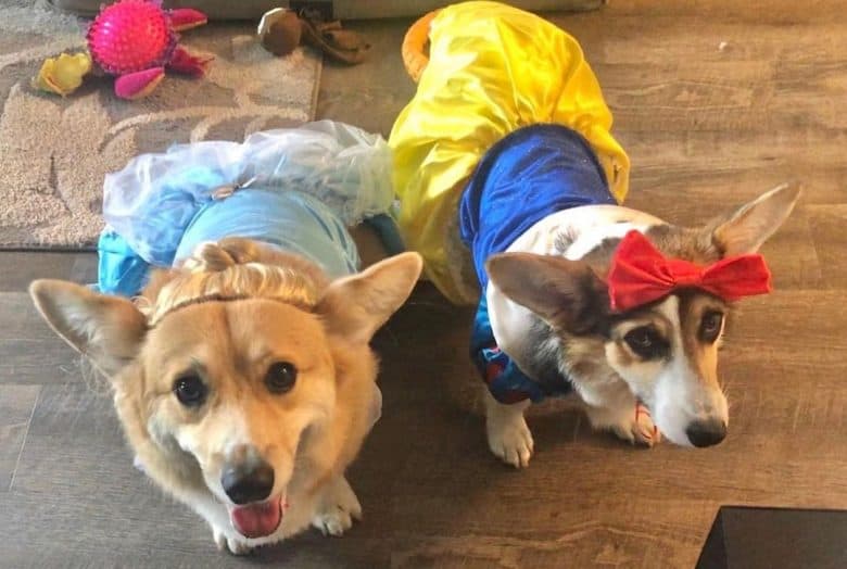 two pretty Corgis wearing princess costumes