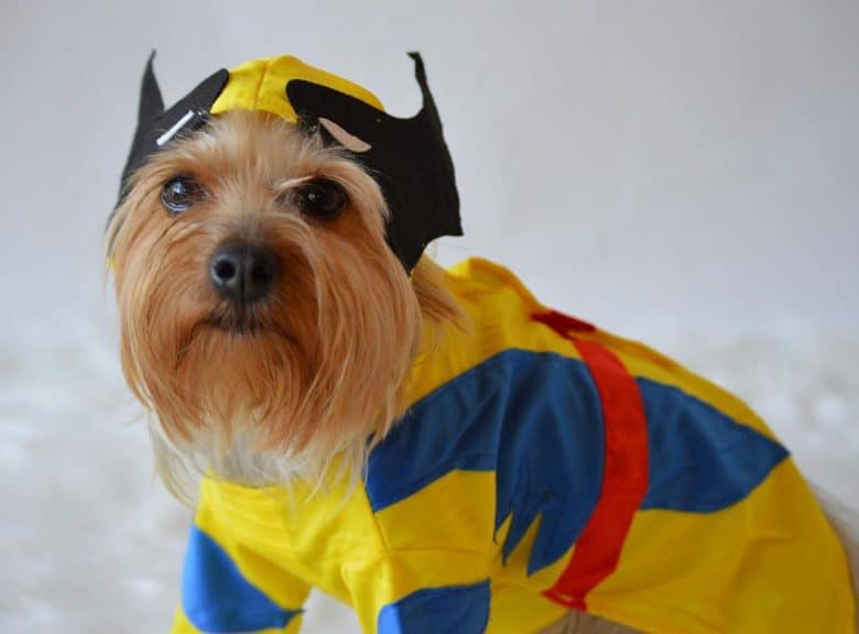 A Silky Terrier wearing a wolverine costume