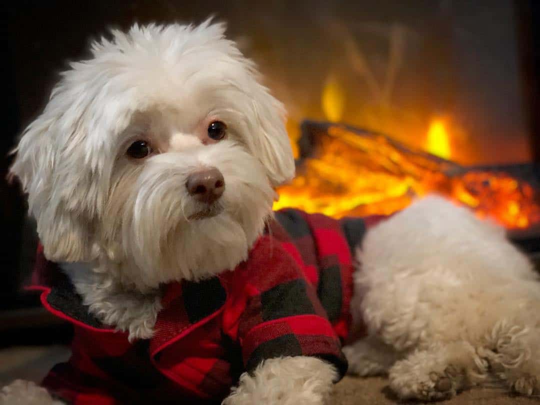 12 Best Dog Foods for Maltipoos 2023 (Premium & Budget) K9 