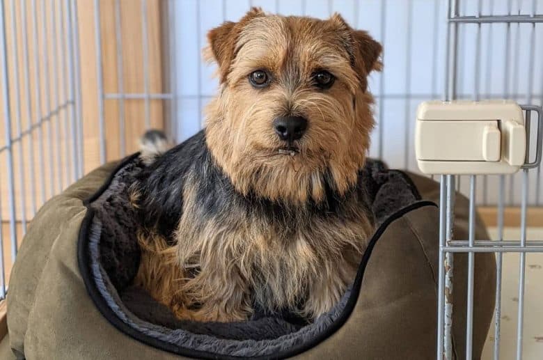 a Norfolk Terrier sitting on a dog bed inside a crate