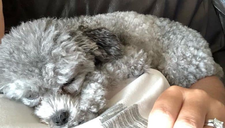 un caniche de tasse de thé gris endormi