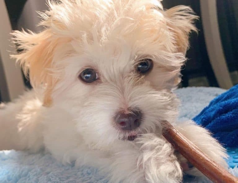 12 Best Dog Foods for Maltipoos 2023 (Premium & Budget) K9 