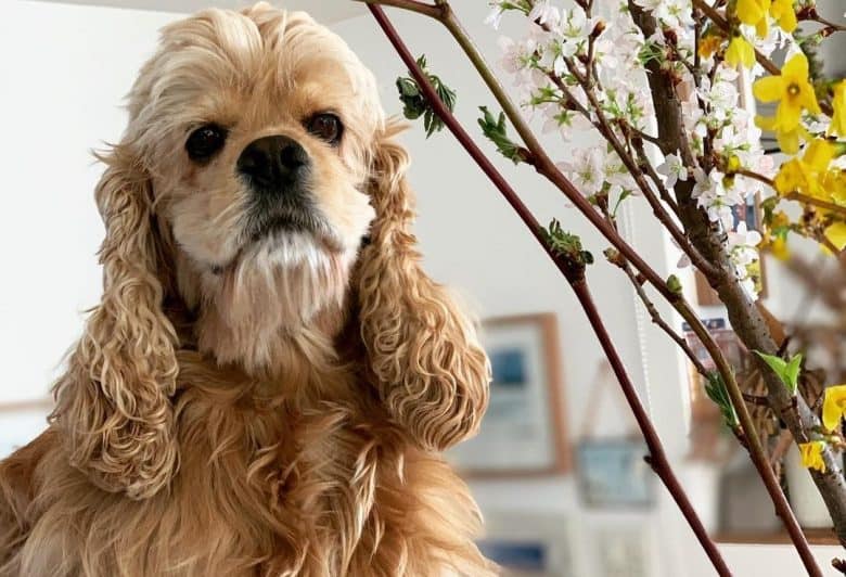 a close-up of a Cocker Spaniel with white and yellow flowers