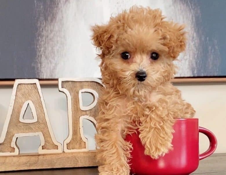un caniche de tasse de thé assis dans une tasse rose