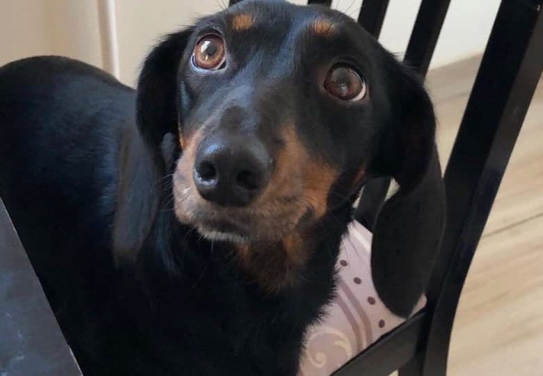 an adorable Dachshund standing on a chair, looking up