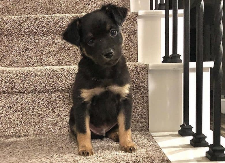 a curious Labrador Terrier sitting on the stairs