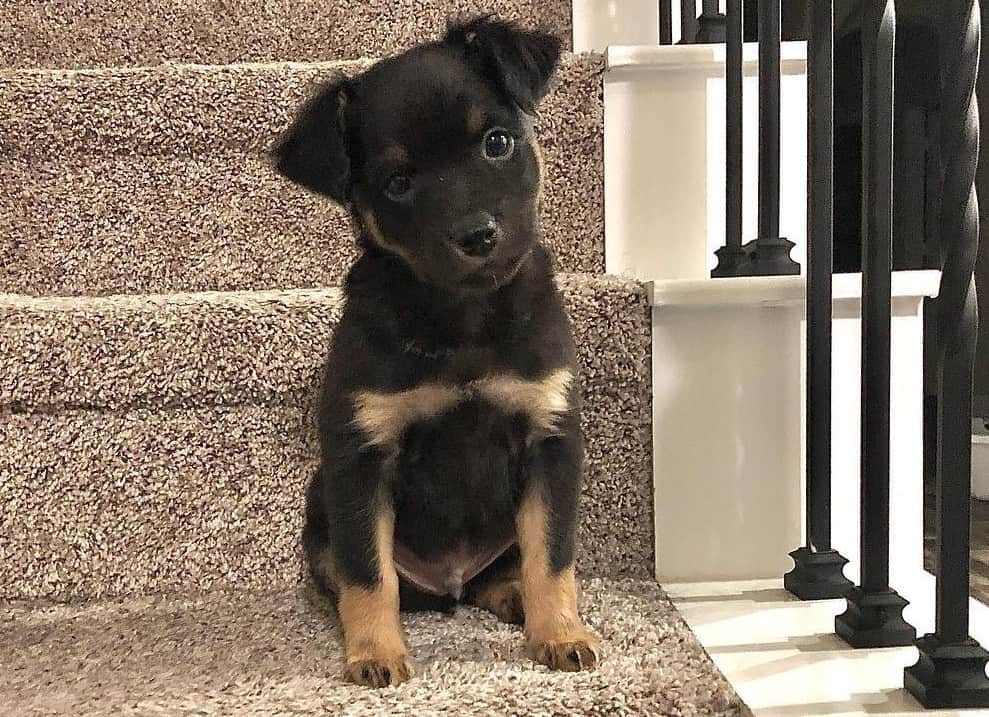 Rat Terrier Mixes 20 Different Rattie Crossbreeds K9 