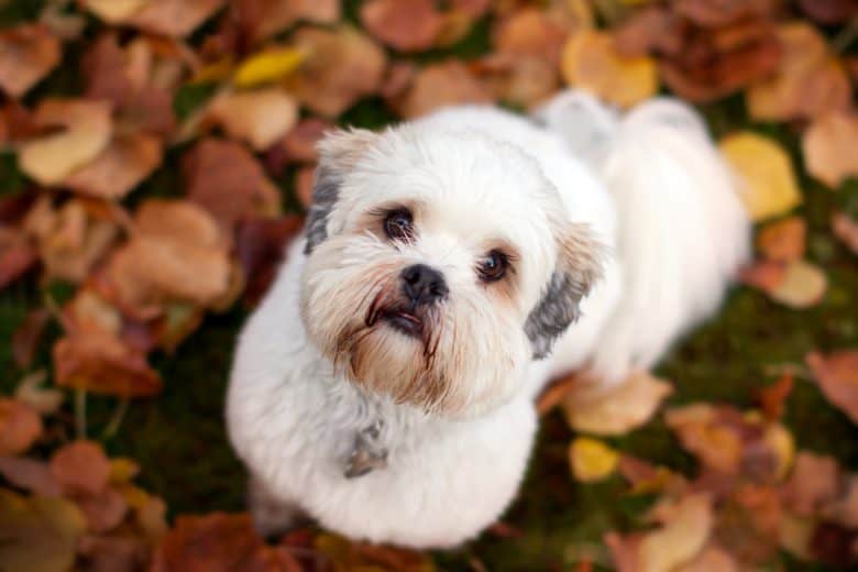 Cute Lhasa Apso dog