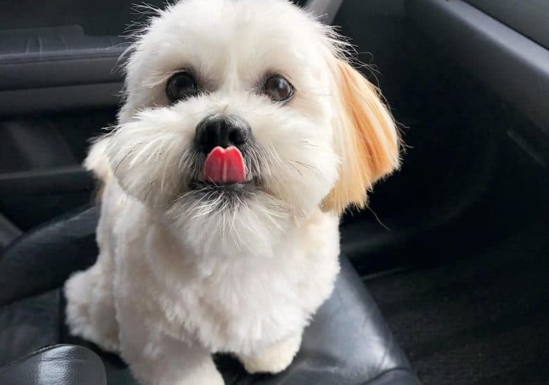 a Lhasa Apso riding on a car with tongue out