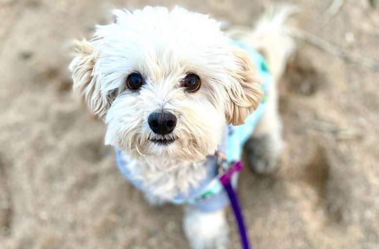 a Maltipoo wearing a dog coat while standing on a beach