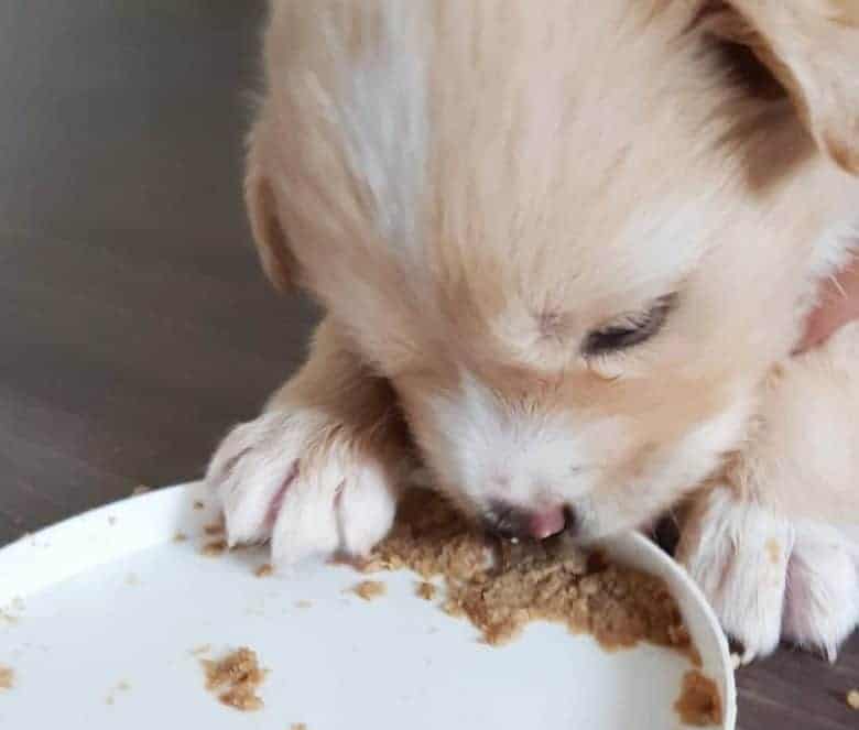 Cute puppy eating food in a white plate