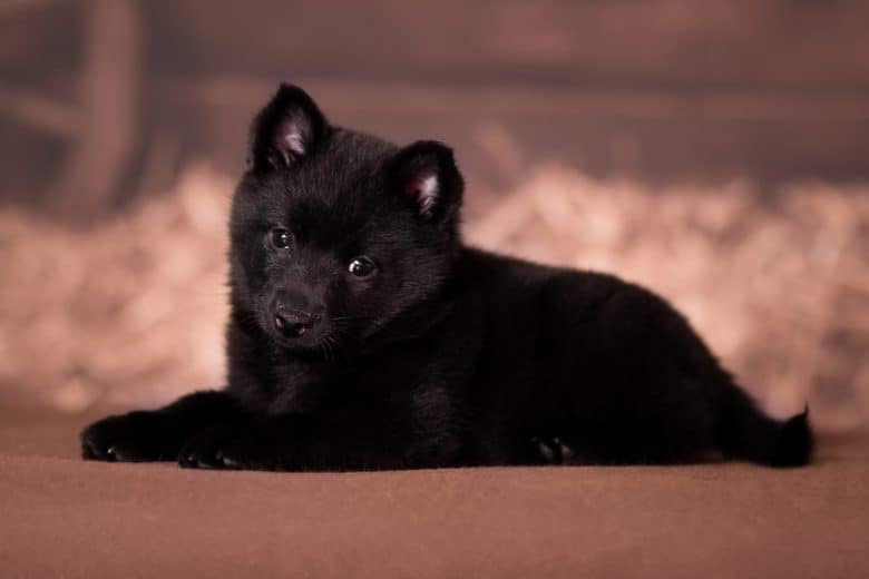 a Schipperke puppy laying down