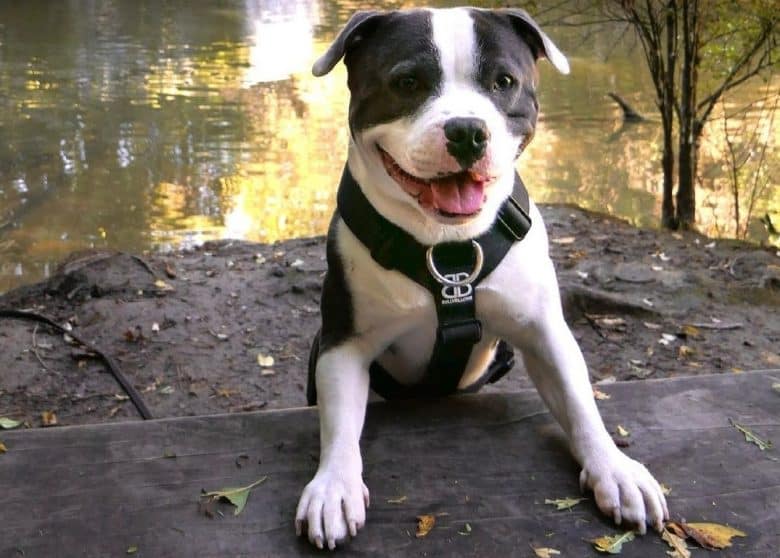 A Staffordshire Terrier on a waterfall