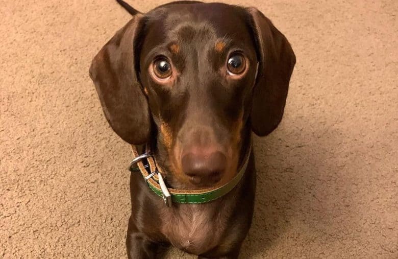 a brown Tweenie Dachshund wearing a green collar while laying down