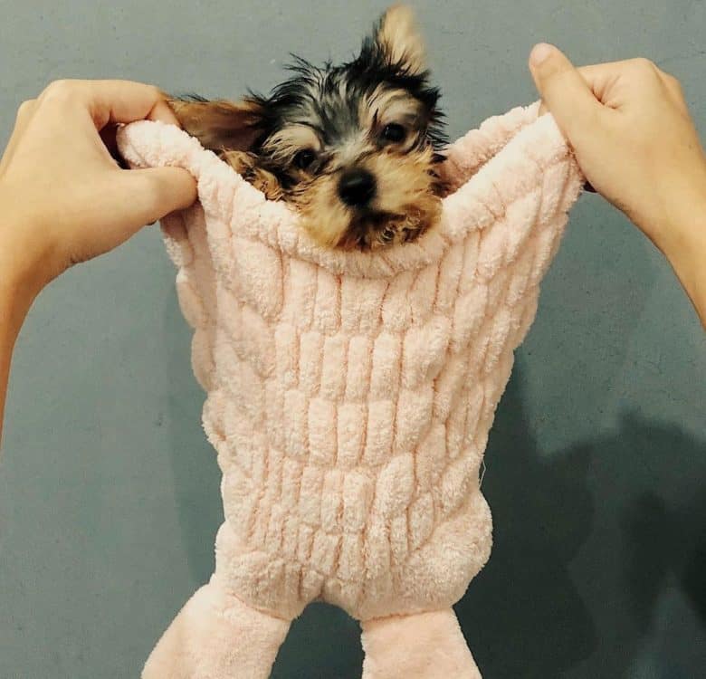 Cute Yorkshire Terrier puppy