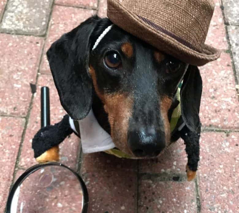 Dachshund dog wearing a detective outfit