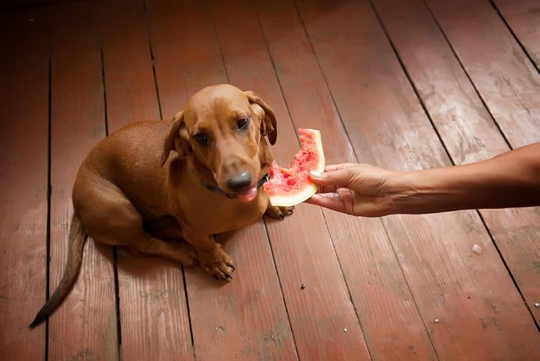 a Dachshund sitting on wooden floor while eating a watermelon